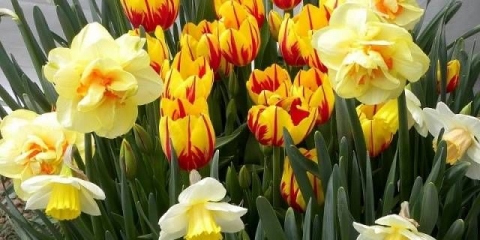 Sadnja tulipana i narcisa u jesen